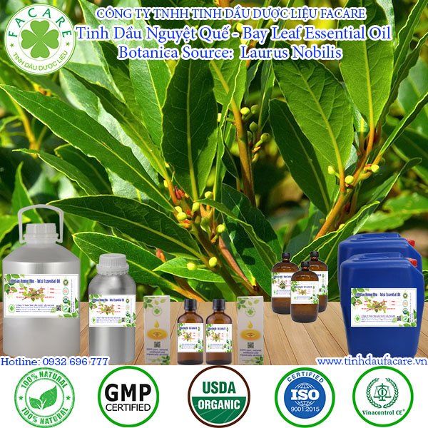 Tinh Dầu Nguyệt Quế - Bay Leaf Oil