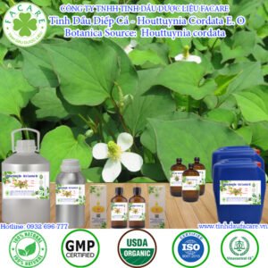 Tinh Dầu Rau Diếp Cá - Houttuynia Cordata Oil